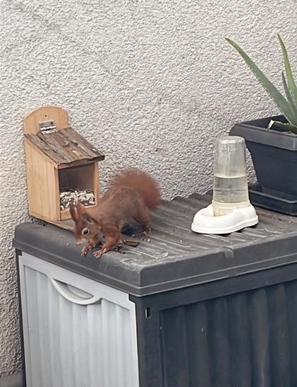 Eichhörnchen ist seitlich auf einer Kiste zu sehen, hinter ihm ein Futterhäuschen. Es sitzt am Rand der Kiste und schaut nach unten.