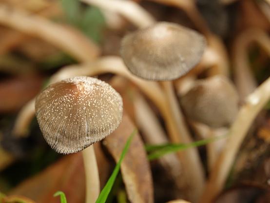 Pilze durchstoßen den Waldboden im Schlosspark Moers