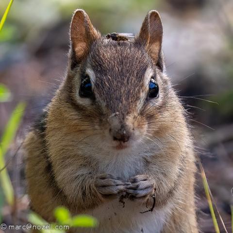 Closeup photo of a squirrel with a fly sitting on its head