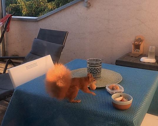 Eichhörnchen mit rötlichem Fell sitzt auf einem Balkontisch. Es hat eine Walnuss im Mund, vor ihm stehen Schalen mit Apfelstücken und weiteren Nüssen.