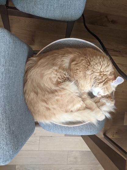 my cat, Bandit, is wrapped in a ball on a chair.