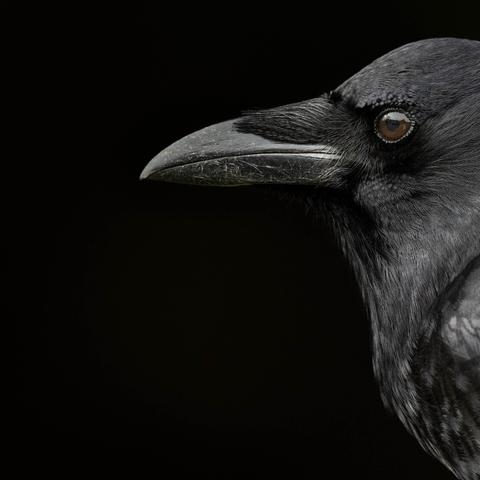 Photograph of a wild crow on a black background.