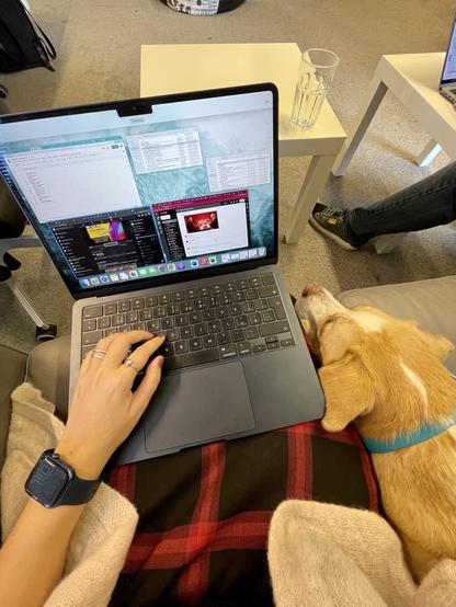 A dog lying on a couch in an office next to a person working on a laptop.