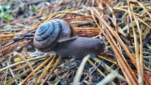 A shoulderband snail on pine needle duff.