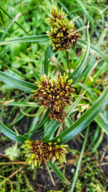The flowers of a flatsedge.