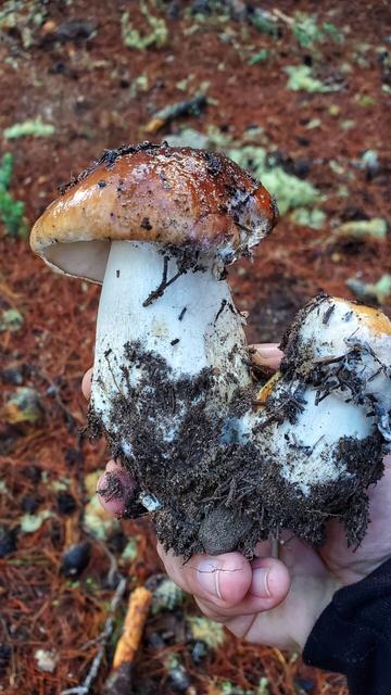 A cluster of two King bolete mushrooms in my hand.