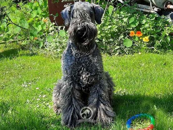Die Kerrey Blue Terrier Hündin Ava sitzt im Garten auf der Wiese und schaut in die Kamera.