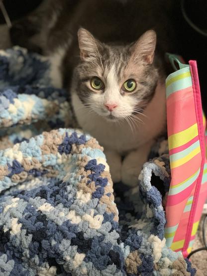 A brown and white cat sitting on a crocheted blanket