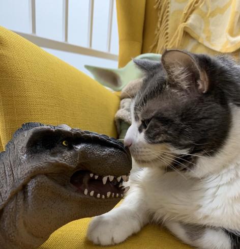 A brown and white cat smelling a dinosaur toy