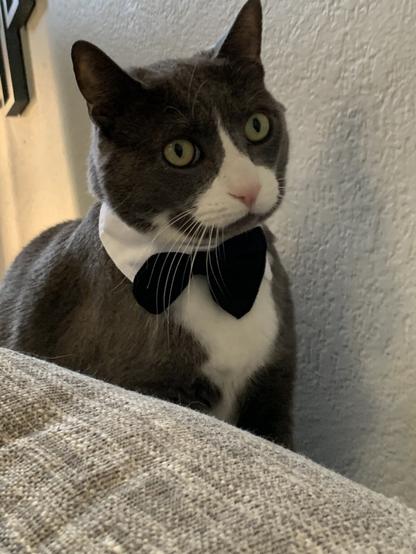 A gray and white cat in a bowtie collar