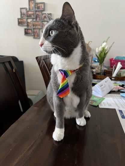 A gray and white cat with a rainbow necktie