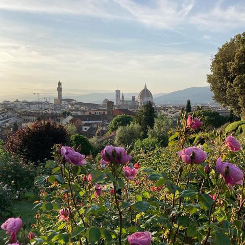 The city of Florence with the Duomo and Palazzo Vecchio visible centre as viewed from a rose garden on a hill on the south bank of the Arno river. The foreground is pink roses.