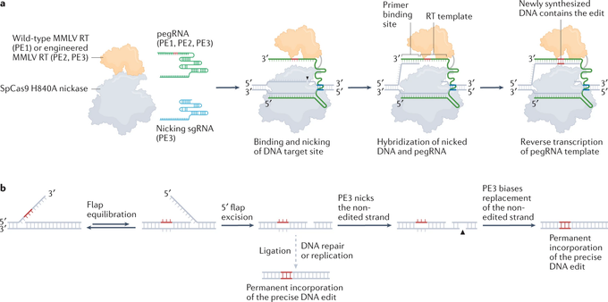 Schematic of prime editor steps: Binding and nicking DNA target, hybridization of nicked DNA and pegRNA, reverse transcription of pegRNA template, DNA flap equilibration, 5' flap excision, DNA ligation. The Prime Editor 3 (PE3) system also nicks the non-edited strand to improve edit incorporation