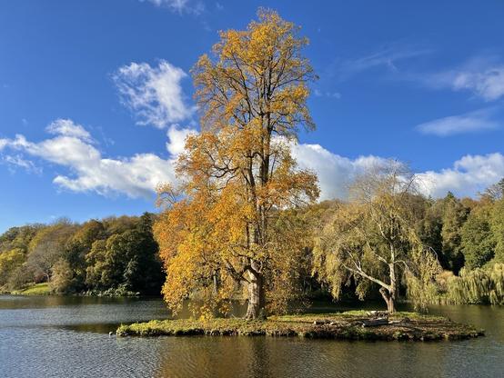 Large tree with yellow autumn leaves on a little island in the middle of a lake with trees in the distance