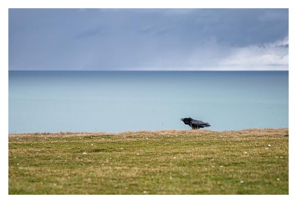 A common raven calling at the edge of a cliff; the sea behind is steely grey, and veils of rain are visible on the horizon.