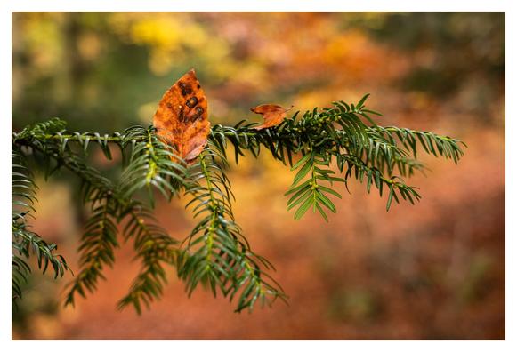 An autumn beech leaf caught in a cedar limb.