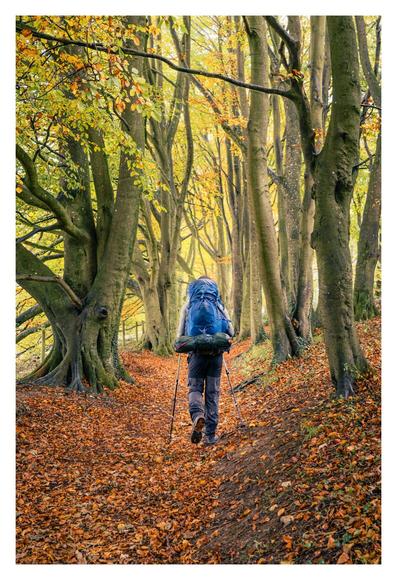 A hiker wearing a blue rucksack walking away from the camera along a path strewn with fallen beech leaves; beeches tower either side of the path.