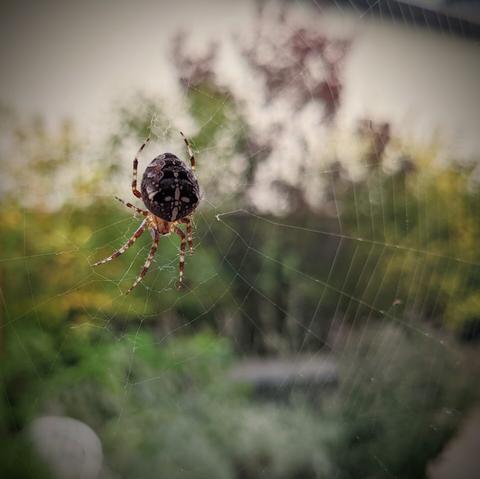 Eine Spinne sitzt in einem Netz