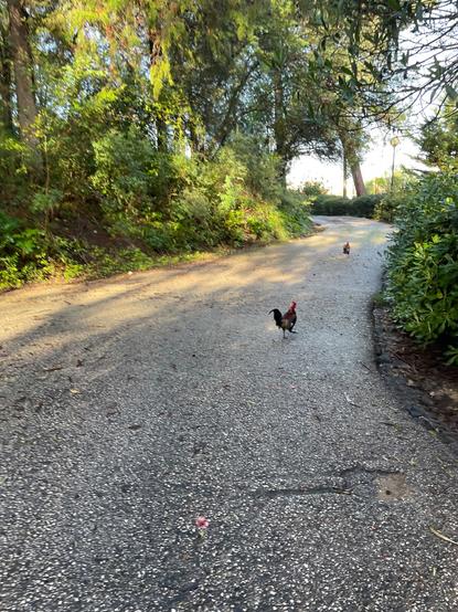 Mata de Befica. Estrada rodeada de árvores e vegetação verde. Duas pequenas galinhas na estrada.