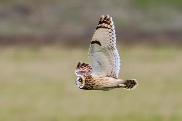 Short Eared Owl