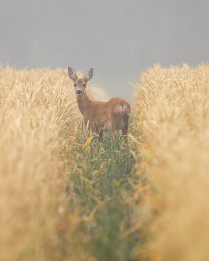 Ein Reh steht in einer Traktorspur eines erntereifen Weizenfeldes. Im Hintergrund steht der Morgennebel.