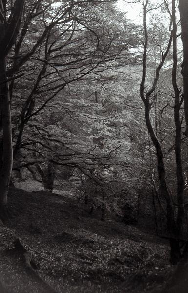 A black and white photo looking downhill through woodland.  It's Autumn and fallen leaves lighten through ground.