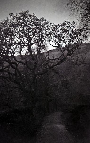 A dark black and white picture of a hedge lined pathway, just wide enough for two to walk side-by-side.  There is the dark silhouette of trees, behind which a rolling hill curves the sky.