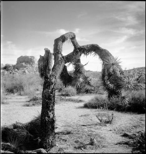 I weathered joshua tree greets the morning on a cold, dusty, boulder strewn expanse of land