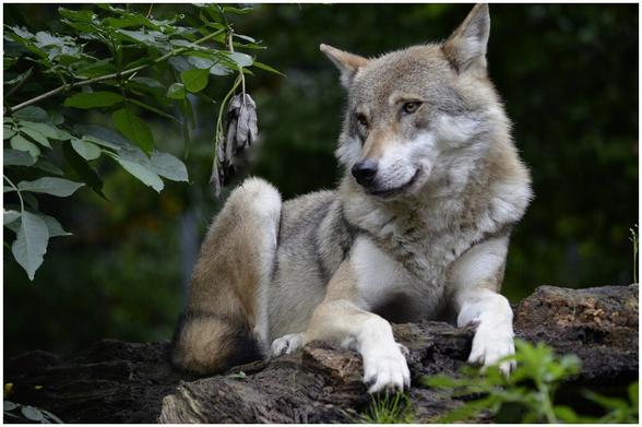 Ein Wolf liegt auf einem Felsen.