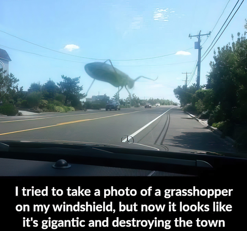 Photo of grasshopper on a windshield. It looks gigantic. Think War Of The World scenario.