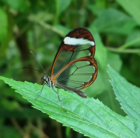 A glasswing butterfly resting on a leaf.