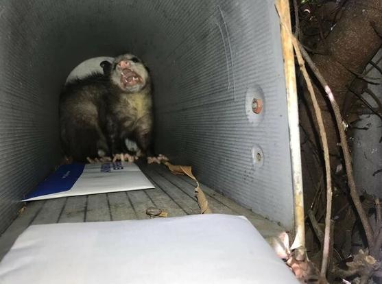 A photo of a screaming possum in a mailbox