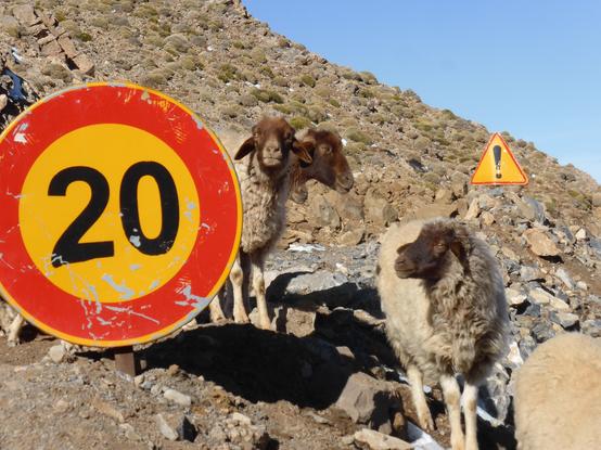 The picture shows three sheep among roadwork signs on a mountain pass in Morocco's High Atlas Massif.