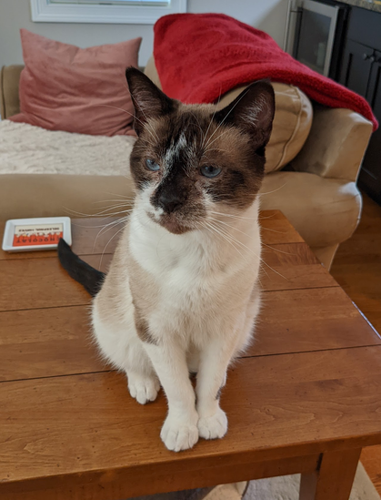 Oscar the cat