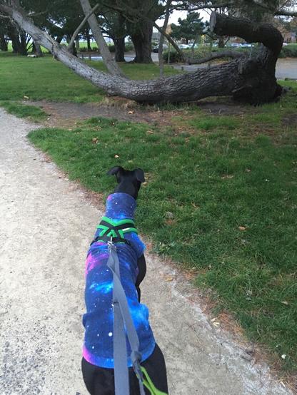 Black Greyhound in intergalactic sweater and green harness looking for a squirrel in a tree