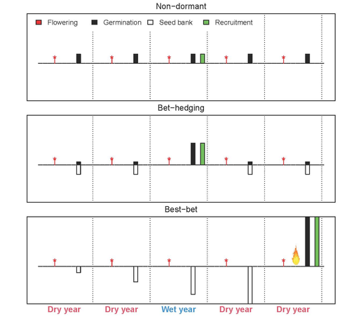 Schematic representation of the dynamics of seed recruitment for plants lacking seed dormancy (nondormant), and for plants with dormant seeds following the bet-hedging strategy and the best-bet strategy.