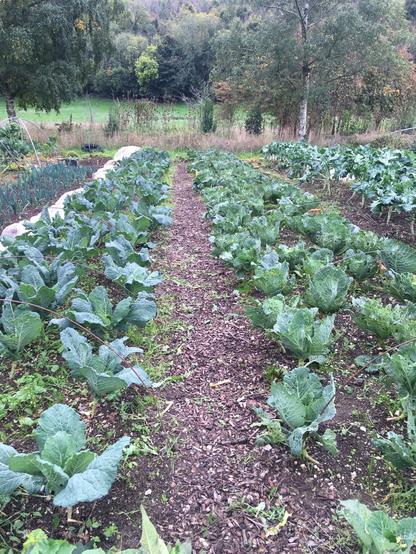 Field of vegetables growing
