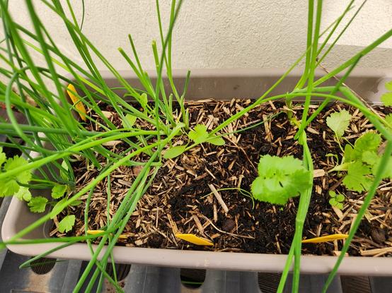 Jardinière bordélique de semis spontanés avec coriandre, ciboulette et herbes folles.