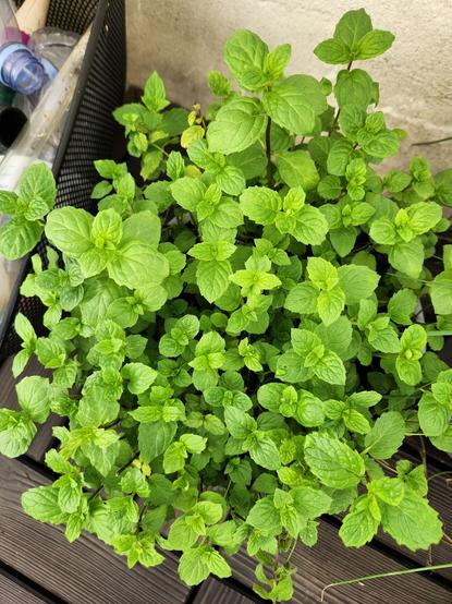Pot de menthe marocaine, qui n'a jamais été aussi belle.