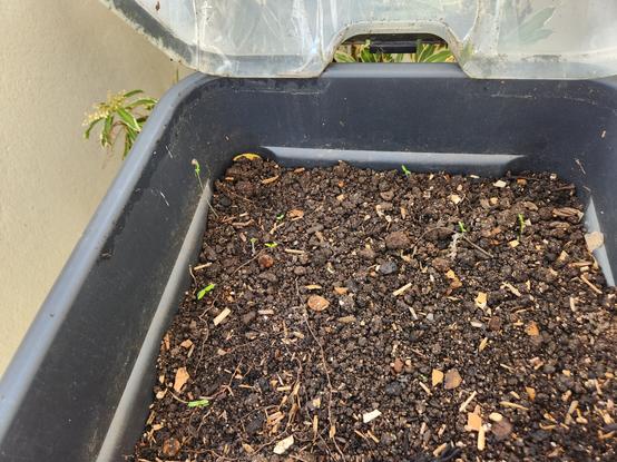 Jardinière avec semis spontané dans le lombricompost.