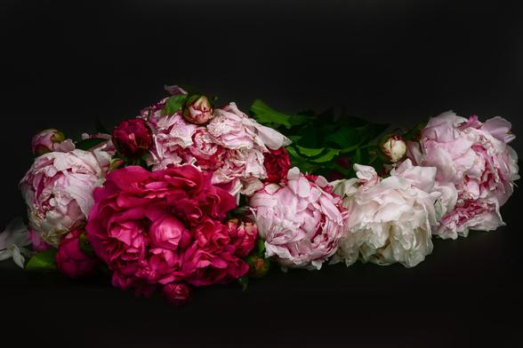 Shades of pink peonies on a dark background