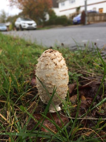 Shaggy fungus at side of road