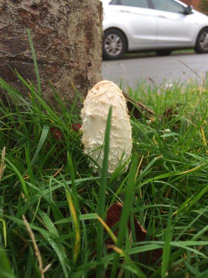 Shaggy fungus at side of road