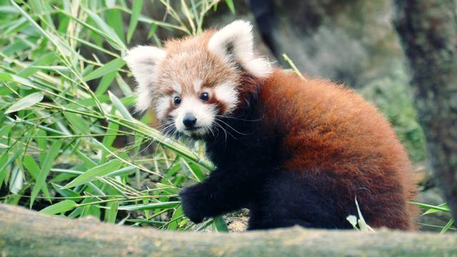 Eines der Roten Panda Jungtiere im Zoo von Heidelberg wandert über einen Ast. Hinter ihm ist Bambus. Der flauschige Kleine Panda wirkt noch etwas verunsichert – es ist einer seiner ersten Ausflüge aus der Nistbox.