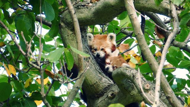 Wir sehen die beiden Roten Panda Jungtiere in einer Baumkrone. Sie schmiegen sich an einen Baumstamm, rund um den beiden aneinander gekuschelten Fellknäuel sind sattgrüne Blätter zu sehen.