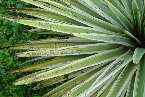 Cactus with lots of names craved into the leaves