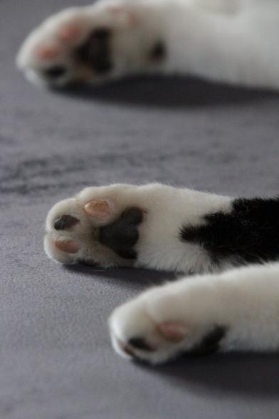 Drei Katzenpfoten eines schwarzweißen Katers, die Ballen sind unregelmäßig gefärbt