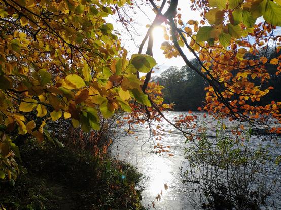 A river viewed from behind a tree. The leaves on the tree, a beech, are in various shades of green, and brown. The sun glints through the branches and is reflected in the calm water.