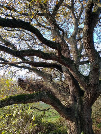 The many branches of a mature oak. Its leaves are mostly gone, a few yellowy-brown remain. The sky behind is blue and bright. A field is also partly visible between the branches. It is a fine, sturdy old tree.