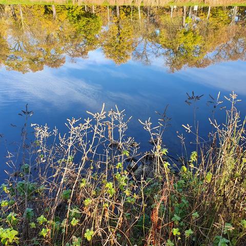 Bäume spiegeln sich im Weiher, Anton Bruckner Allee